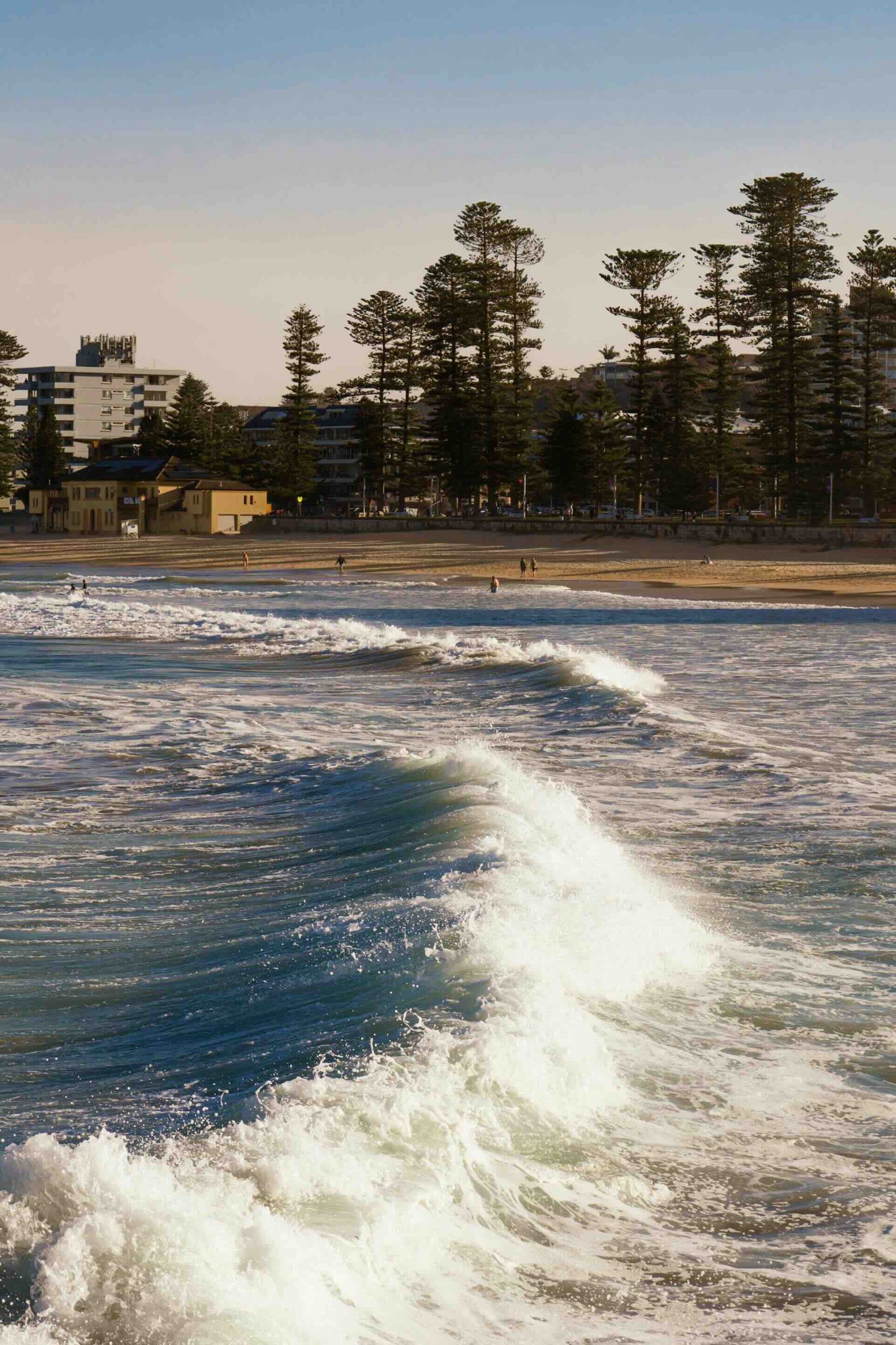 Waves breaking on the beach at Manly, Australia with tall Norfolk Pines in the distance.