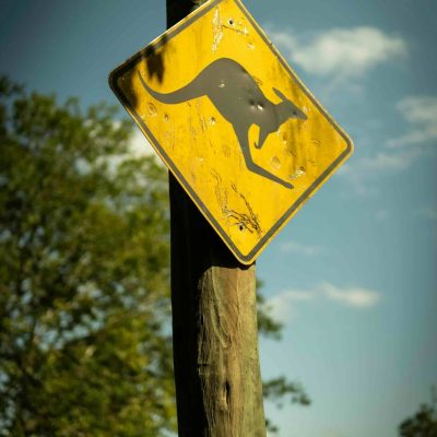 Roadside sign warning people the watch out for Kangaroos crossing.